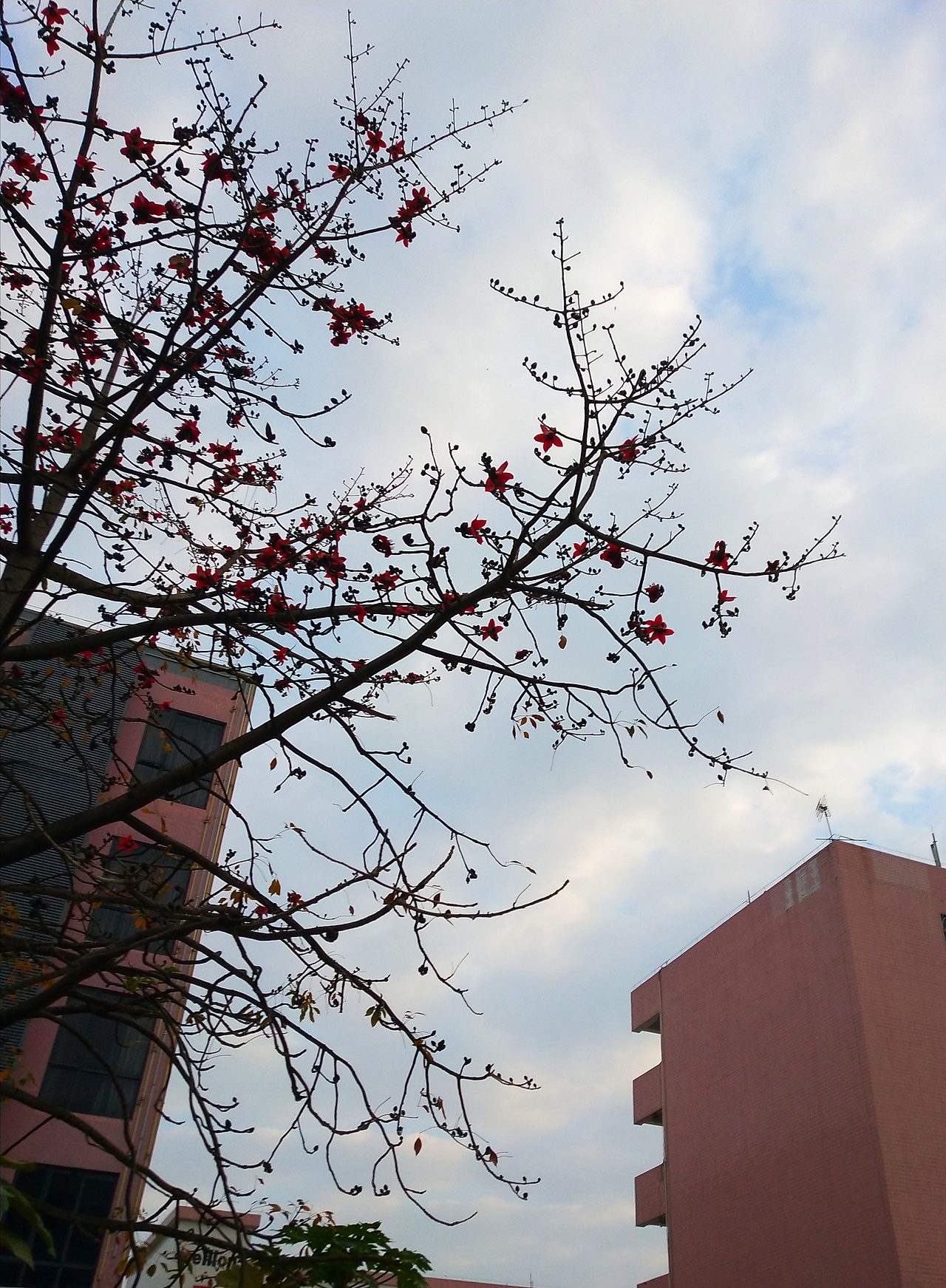 花-植 ❀2（图ZMjI4NzkwMzI4） - 产品摄影 - 站酷设计师紫月琉璃香原创素材 - 站酷ZCOOL