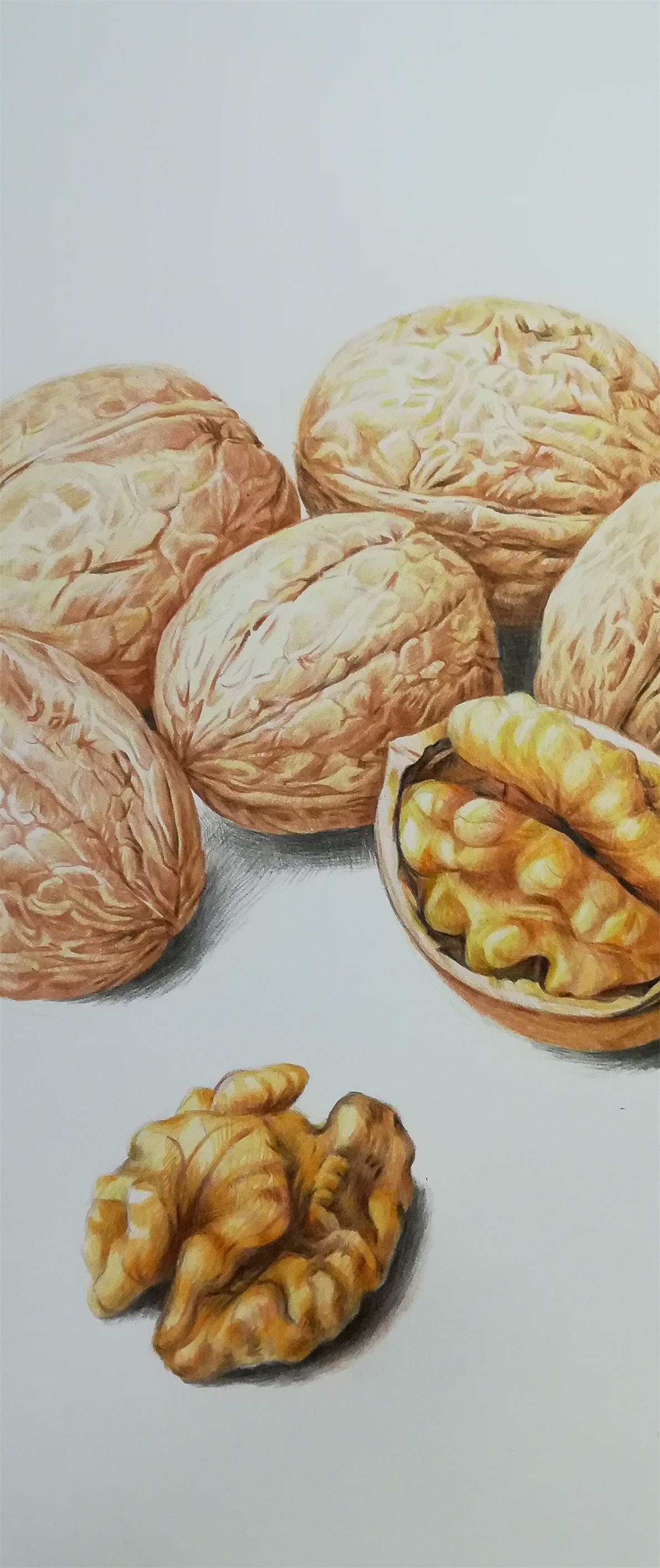 彩铅绘制核桃
