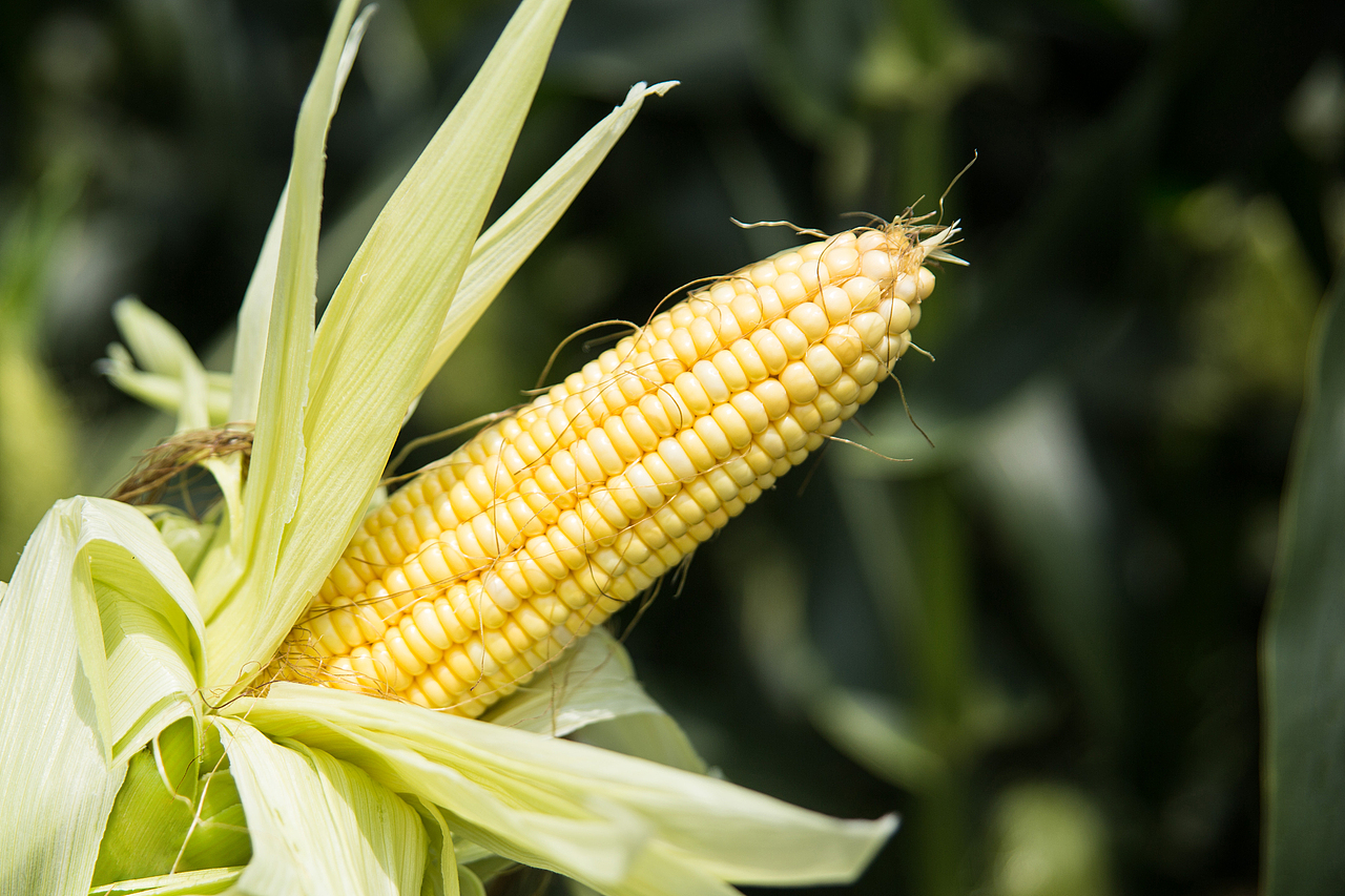 水果玉米-摄影刘非