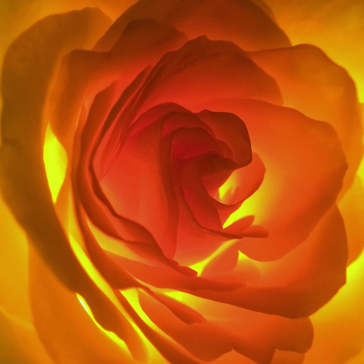 手机花卉摄影作品（图ZNzg0MjQ2OTY=） - 产品摄影 - 站酷设计师杭州黄一能原创素材 - 站酷ZCOOL