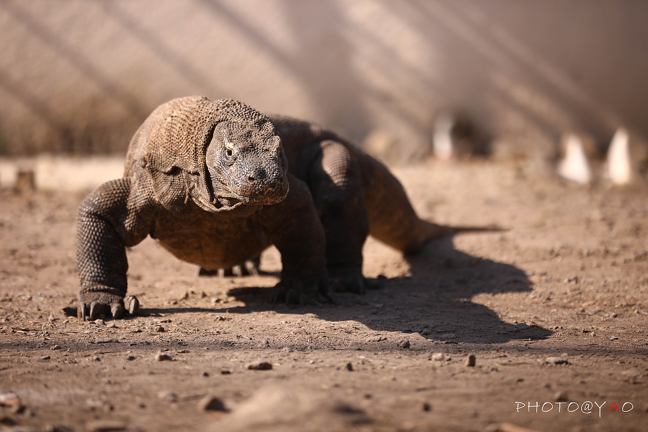 科莫多岛游记（图ZMTk2MzkwNjM2） - 人文/纪实摄影 - 站酷设计师海默小天使原创素材 - 站酷ZCOOL