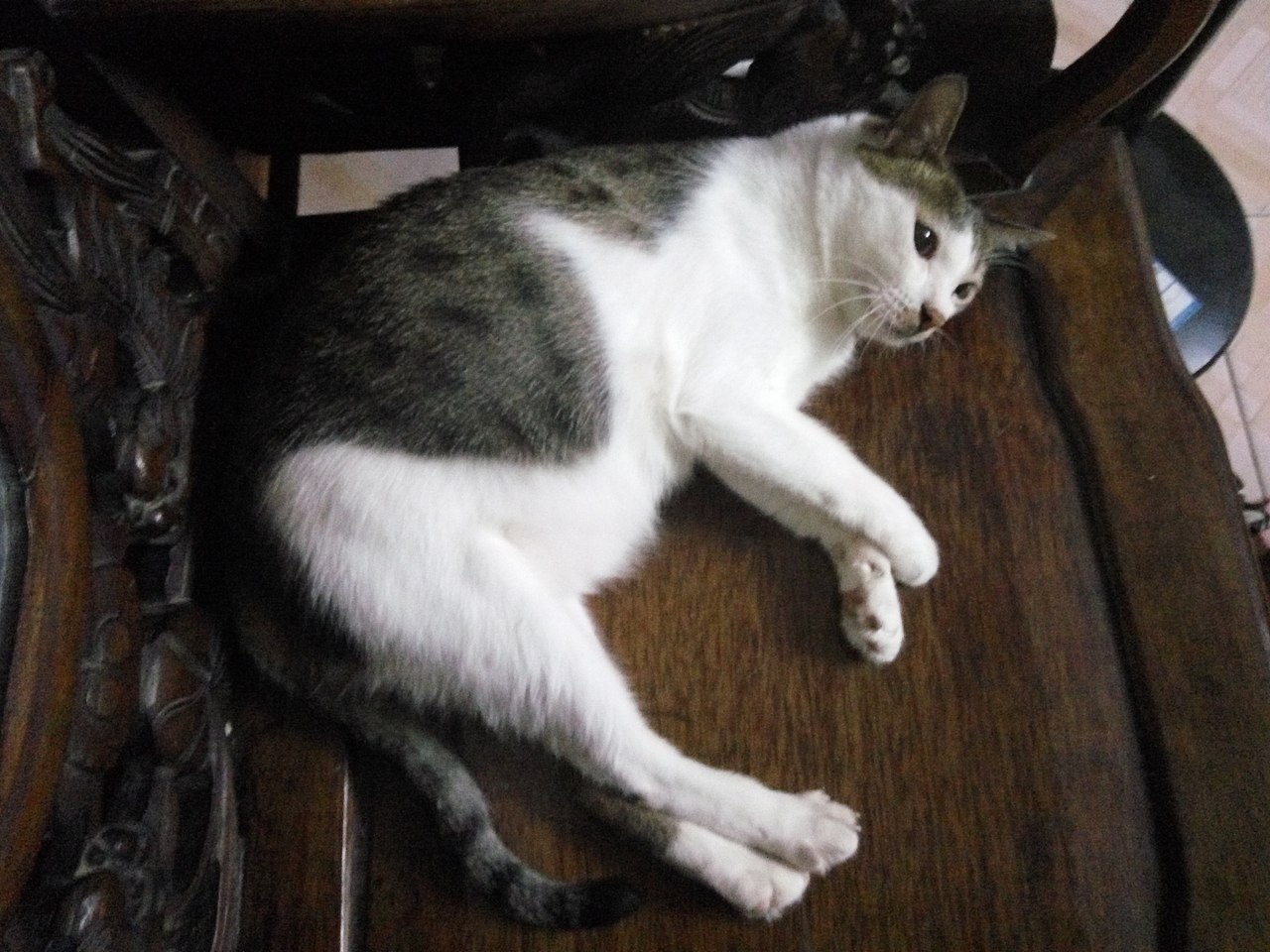 拍猫集01（图ZMTM0MDY0NTc2） - 宠物摄影 - 站酷设计师嘟嘟2019原创素材 - 站酷ZCOOL