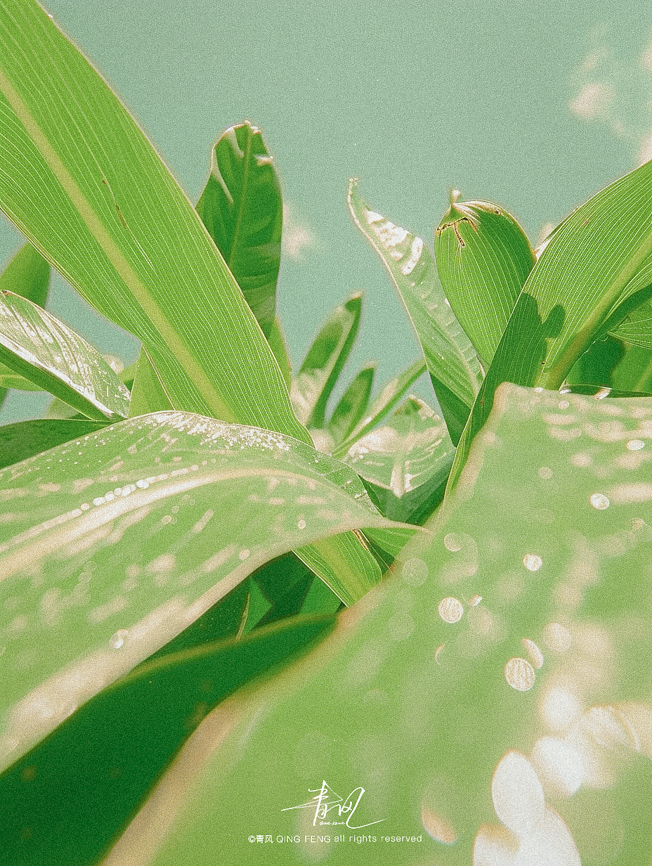 夏天的颜色是绿色的