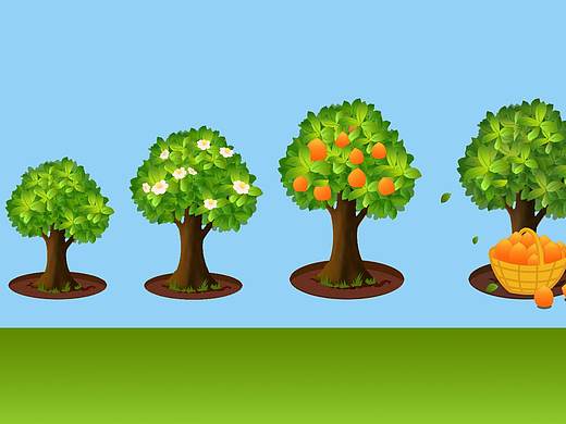 阿苗(小树苗)的成长历程