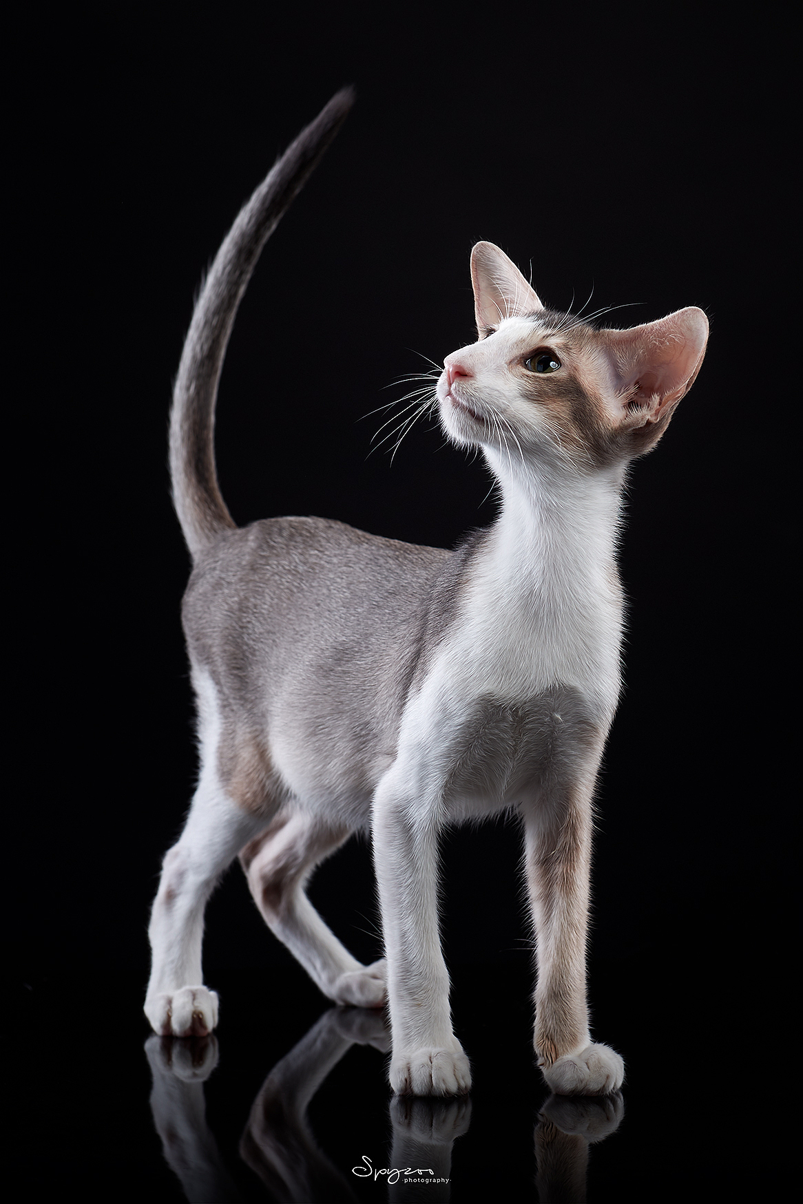 东方短毛猫天津影棚拍攝九月(图ZMjI1NTY5MzE2) - 宠物摄影 - 站酷设计师spyzoo原创素材 - 站酷ZCOOL