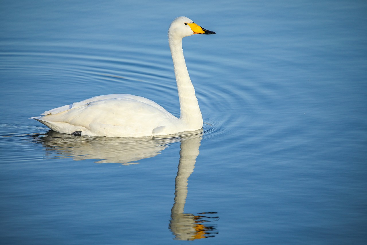 野生保护动物丨大天鹅