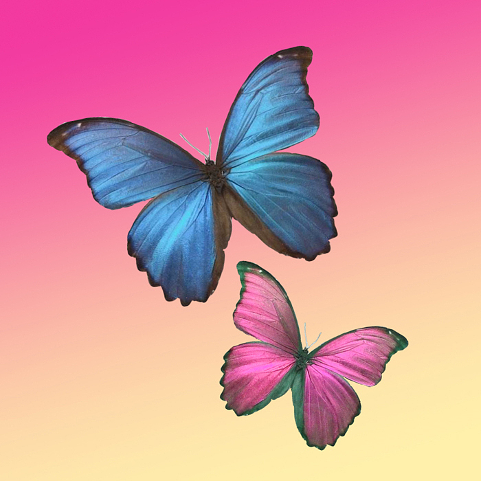 ins蝴蝶滤镜（图ZMjM5NTQ0NTI4） - 其他三维 - 站酷设计师CCAP_原创素材 - 站酷ZCOOL