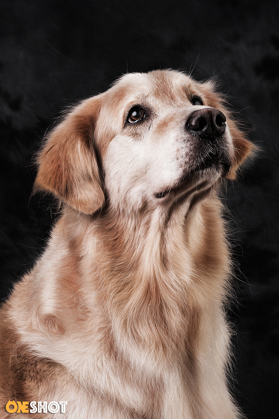 一些宠物棚拍肖像