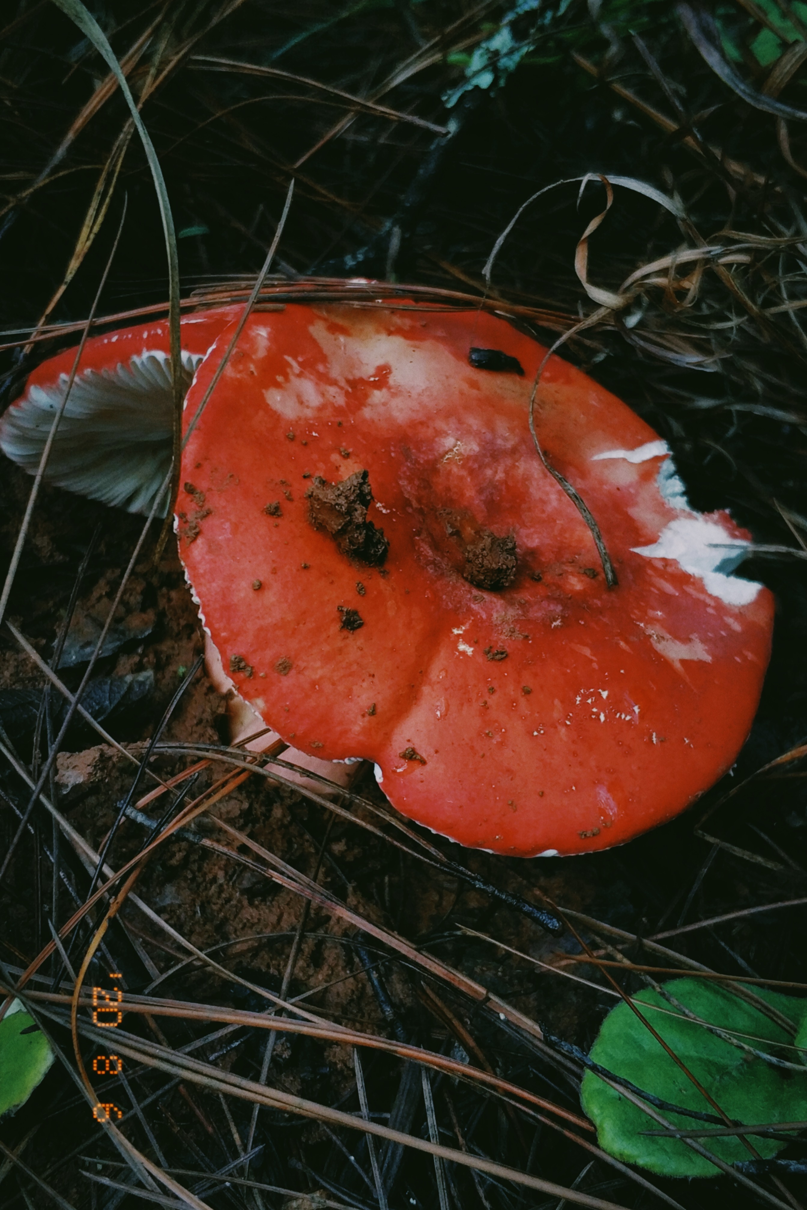 云南野生菌随拍