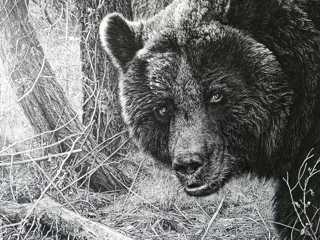 钢笔画新作《启蜇》