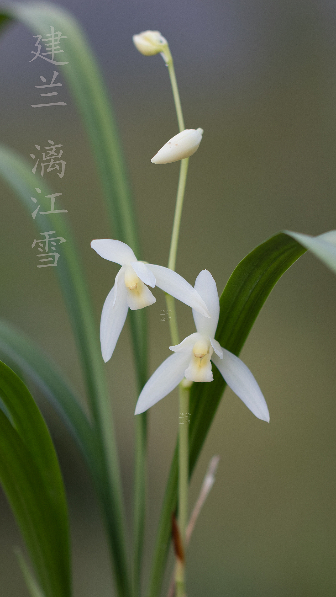 建兰·漓江雪（图ZMjIwNTIwNDk2） - 产品摄影 - 站酷设计师立尚原创素材 - 站酷ZCOOL