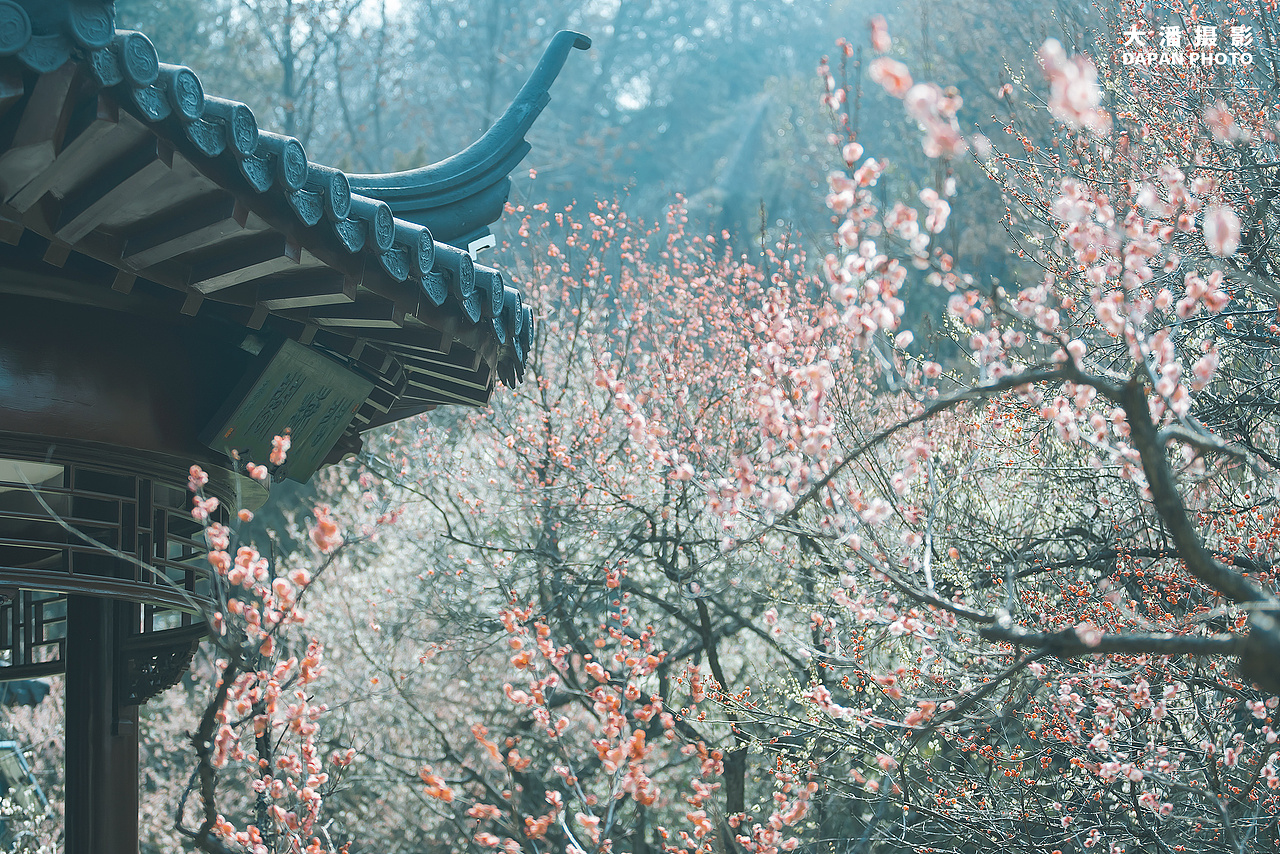 南京雨花台梅岗梅花拍摄