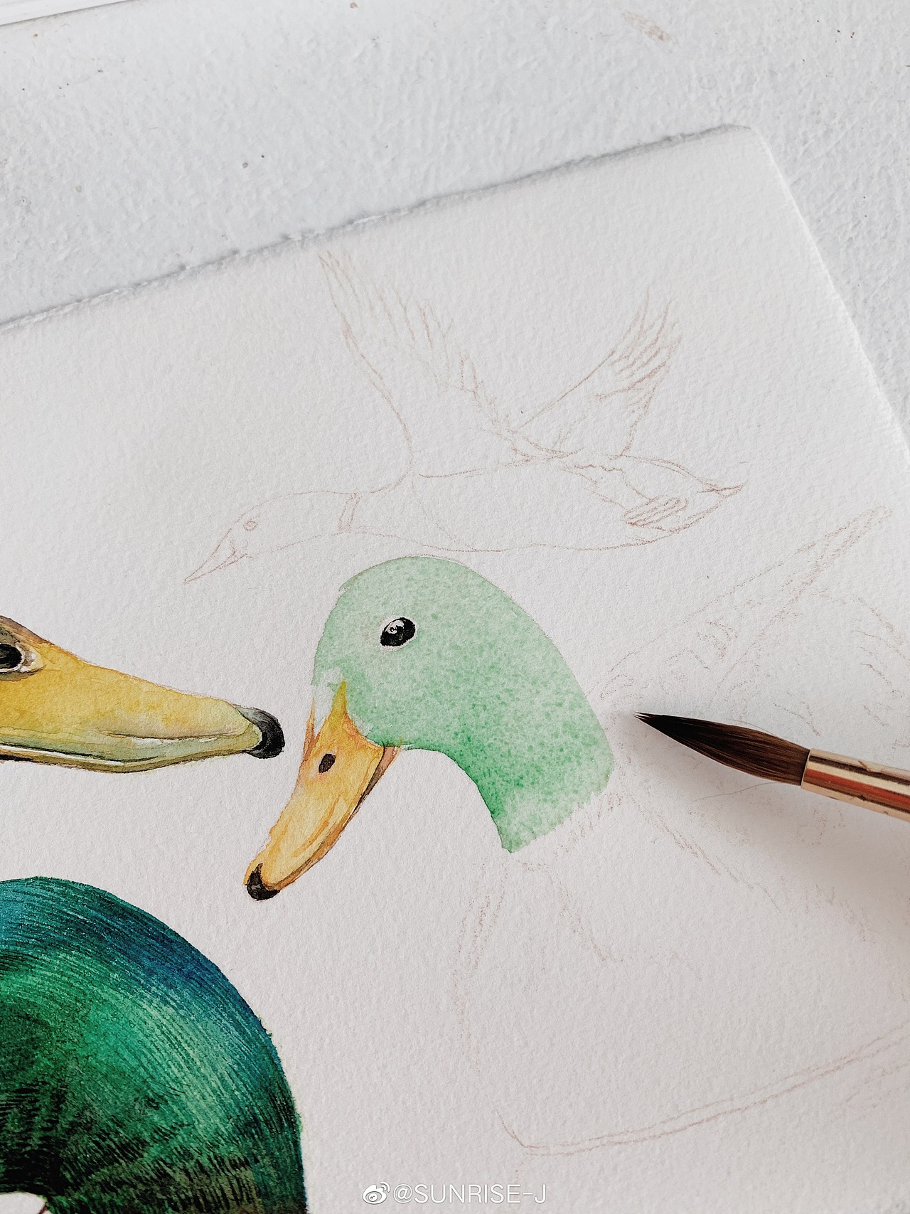 水彩 绿头鸭|插画|商业插画|文静手绘_原创作品-站酷zcool