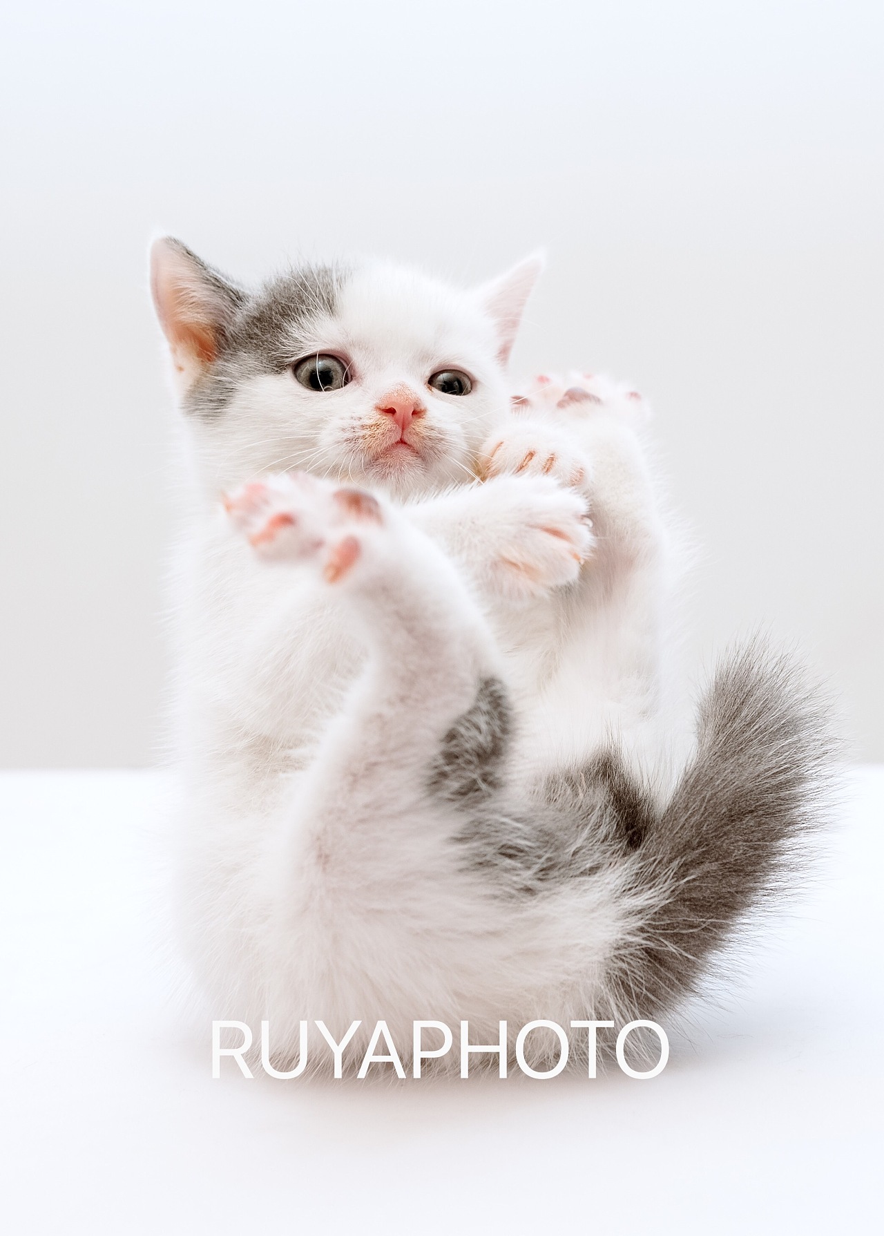 小奶猫练瑜伽|摄影|宠物摄影|郑洳亚 - 原创作品 - 站酷 (ZCOOL)