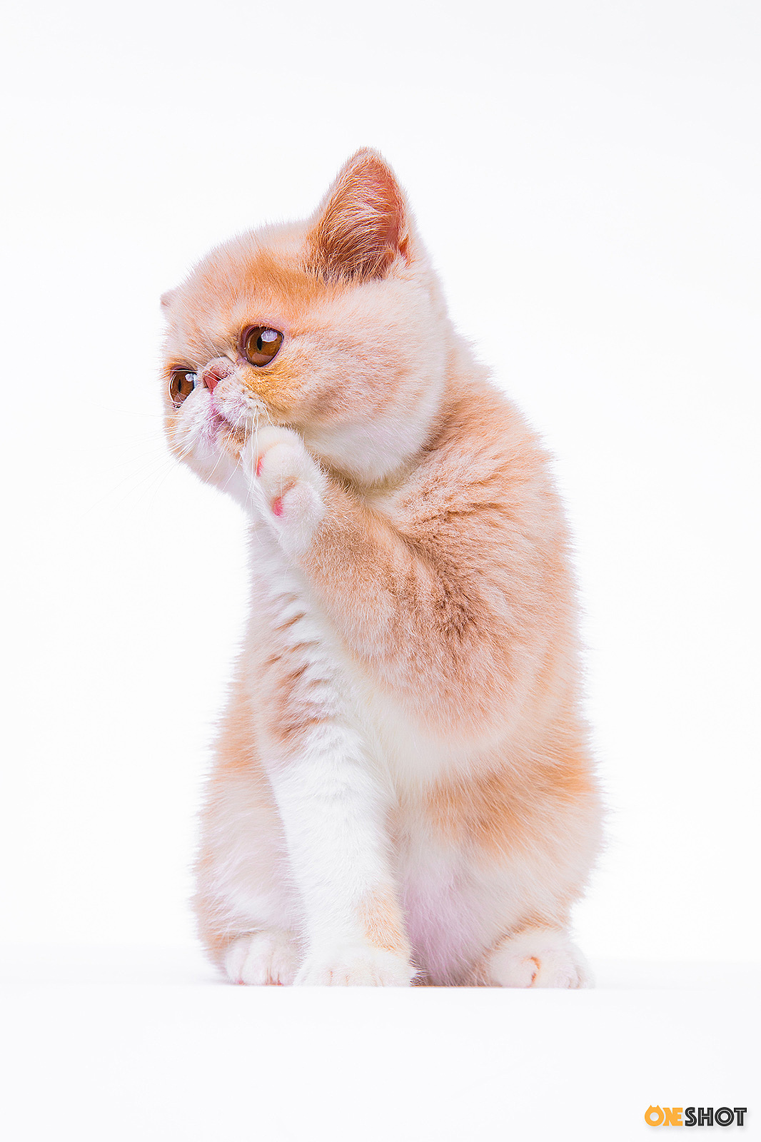 白底证件照加菲猫幼成