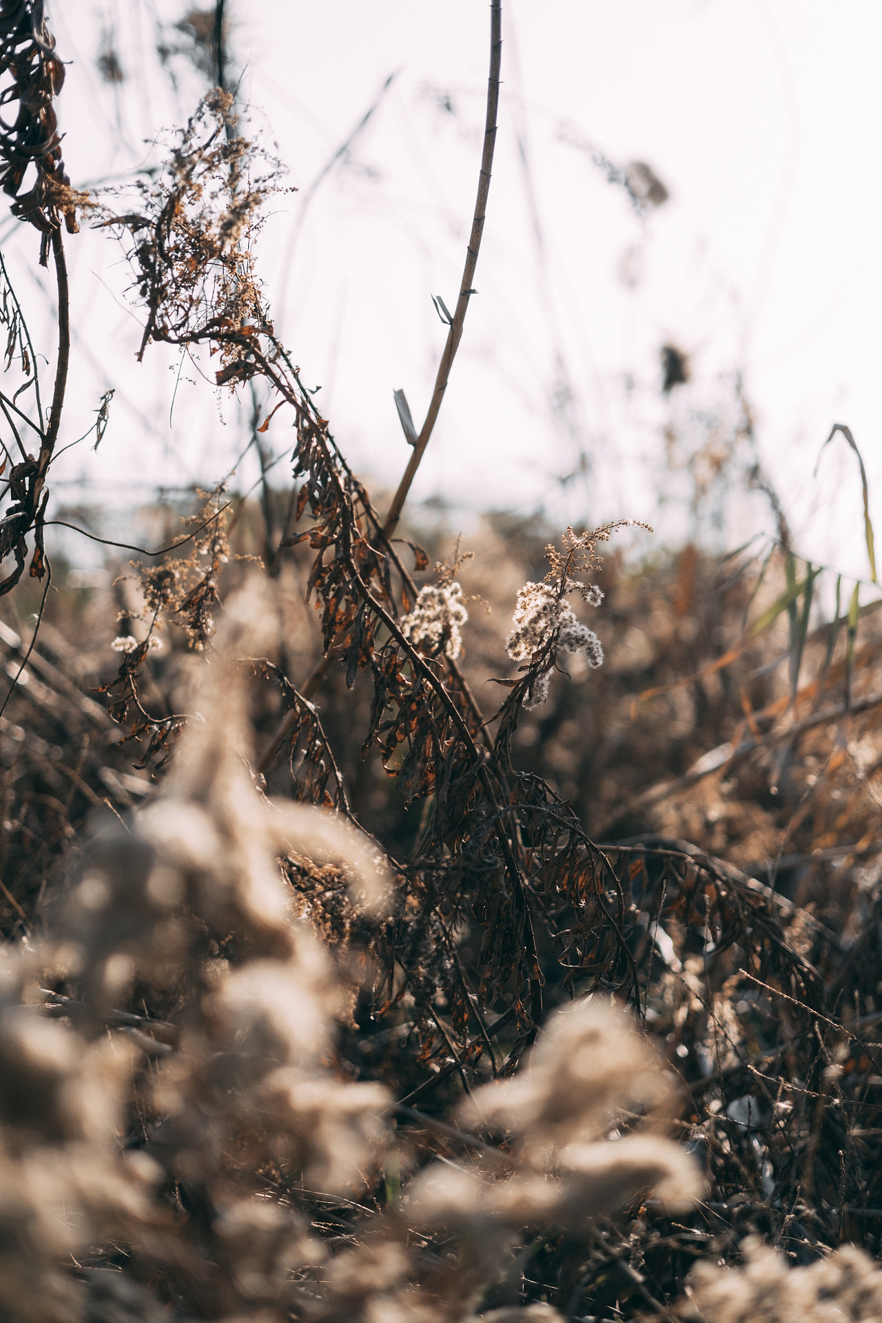 邂逅郊外的野草地（图ZMjgyMzM5NDA0） - 风光摄影 - 站酷设计师糖糖的早茶原创素材 - 站酷ZCOOL