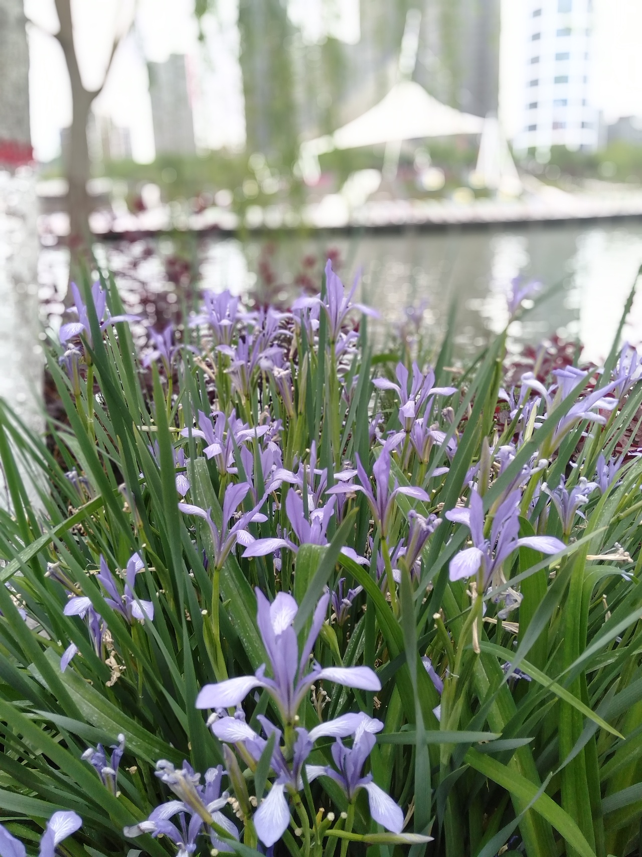 市民中心公园的花