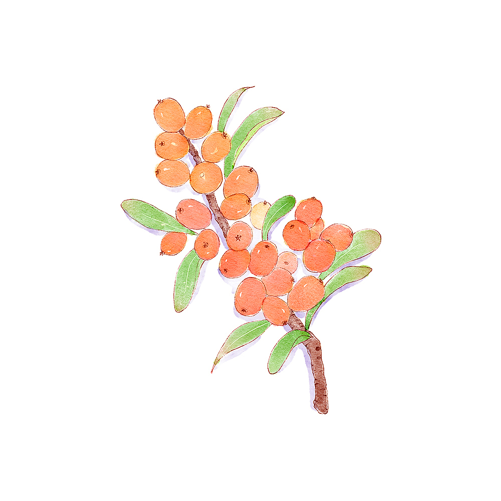 小清新水彩作品蔬菜水果花花草草（图ZMjc5NTU0NTky） - 商业插画 - 站酷设计师小鱼儿水彩原创素材 - 站酷ZCOOL