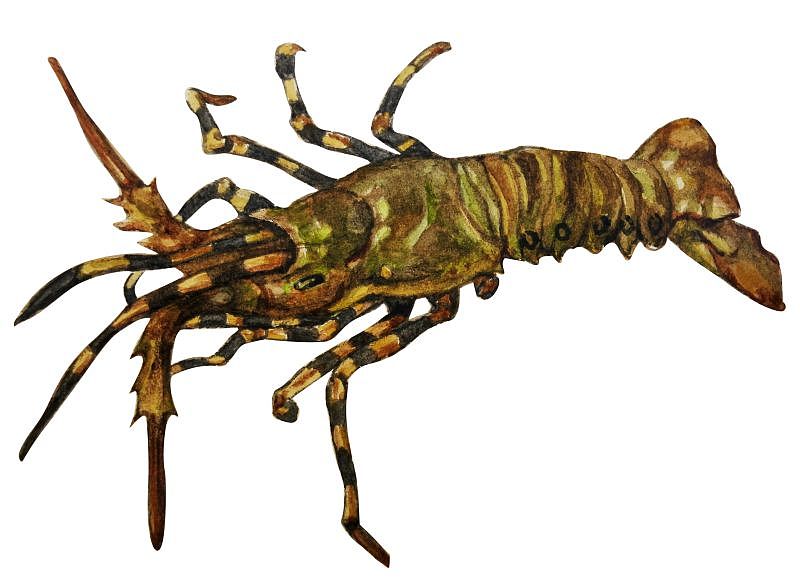 水彩手绘一发 2015.4（图ZNDQ0MjU5MjQ=） - 创作习作 - 站酷设计师阿石原创素材 - 站酷ZCOOL