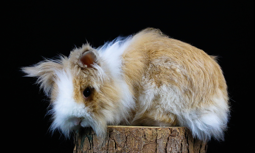 一只黄色兔弟弟