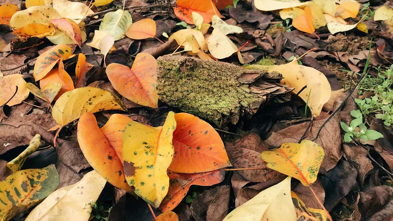 2019年手机摄影合集