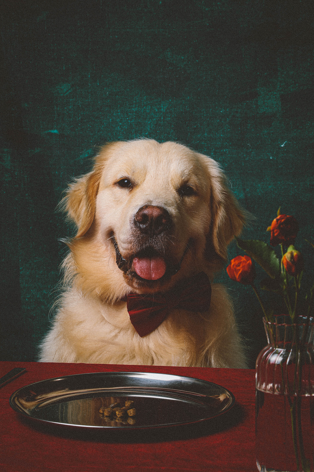 宠物摄影-红绿餐桌