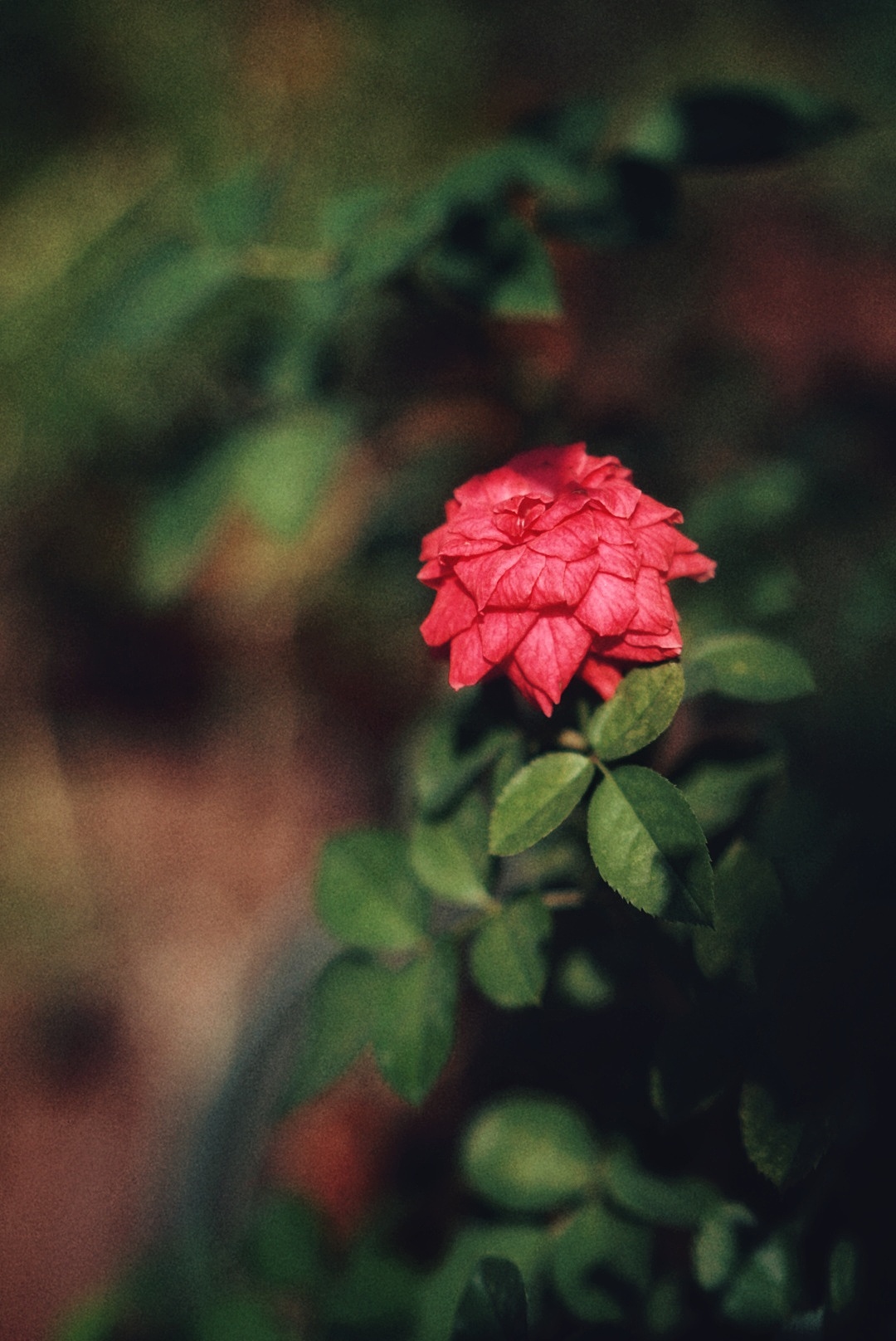 那些花儿（图ZMTc0NzAyNDMy） - 人文/纪实摄影 - 站酷设计师rinoa33原创素材 - 站酷ZCOOL