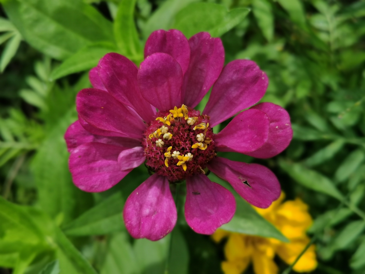 野菊（图ZMjYwNDE2Nzcy） - 风光摄影 - 站酷设计师南蛮文子原创素材 - 站酷ZCOOL