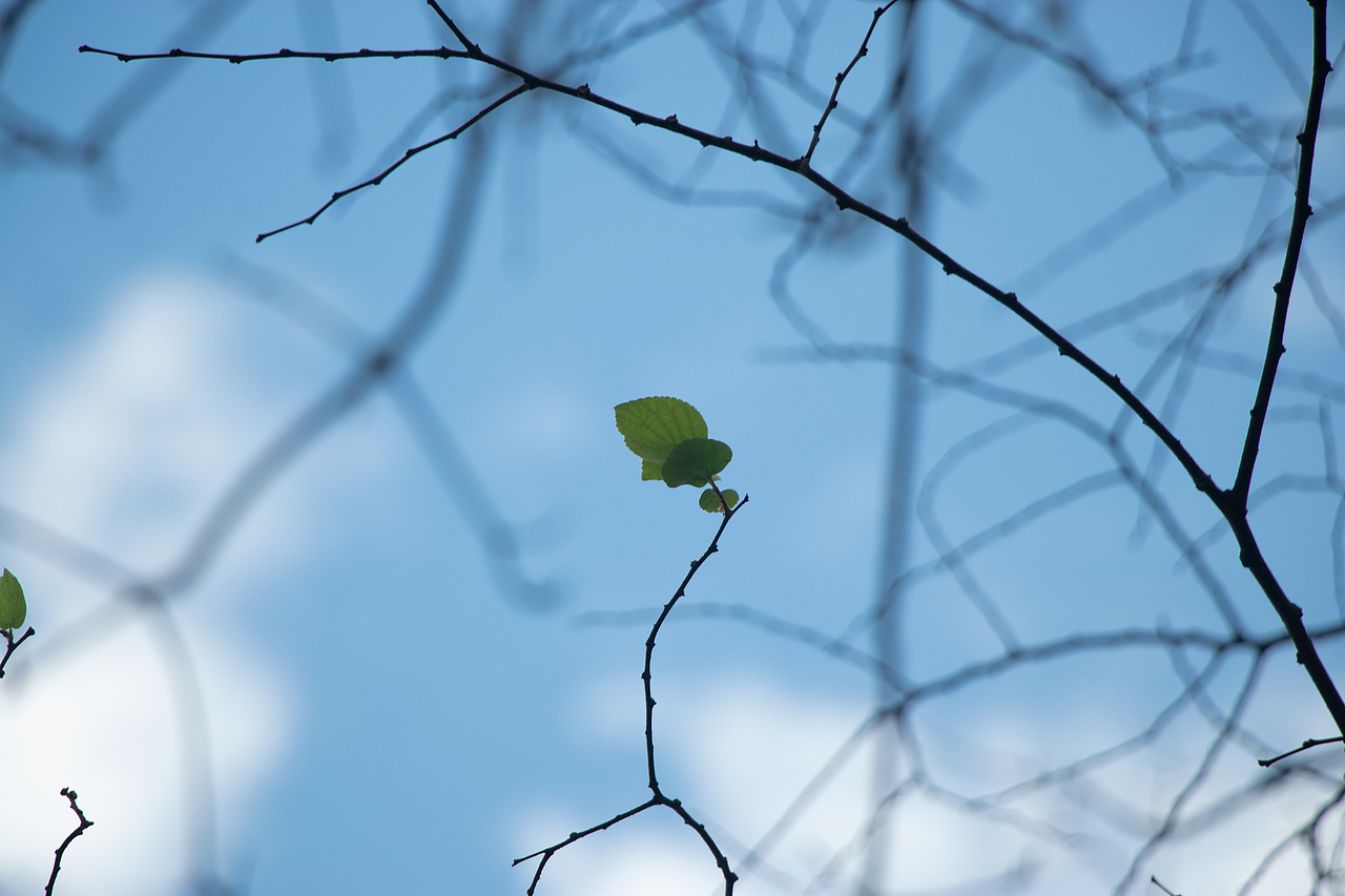 在一棵树上,同时拥有落叶和绿叶,仿佛看到了生命的轮回