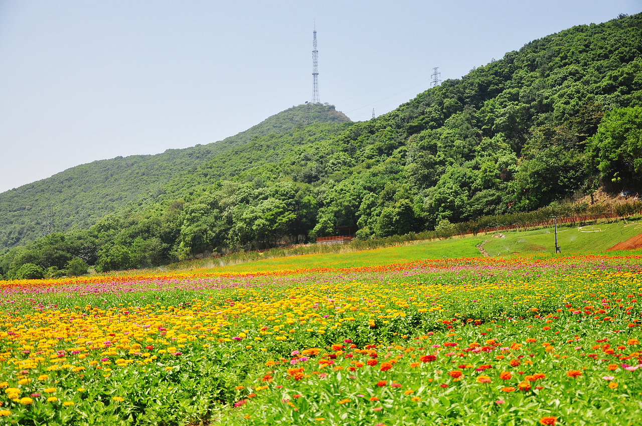 摄丨2016年浙江-江山西山花海（图ZNzEyNTM0MjQ=） - 风光摄影 - 站酷设计师Aries丶垚原创素材 - 站酷ZCOOL
