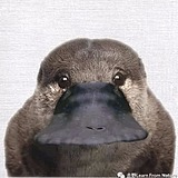 小白哦哦哦的头像