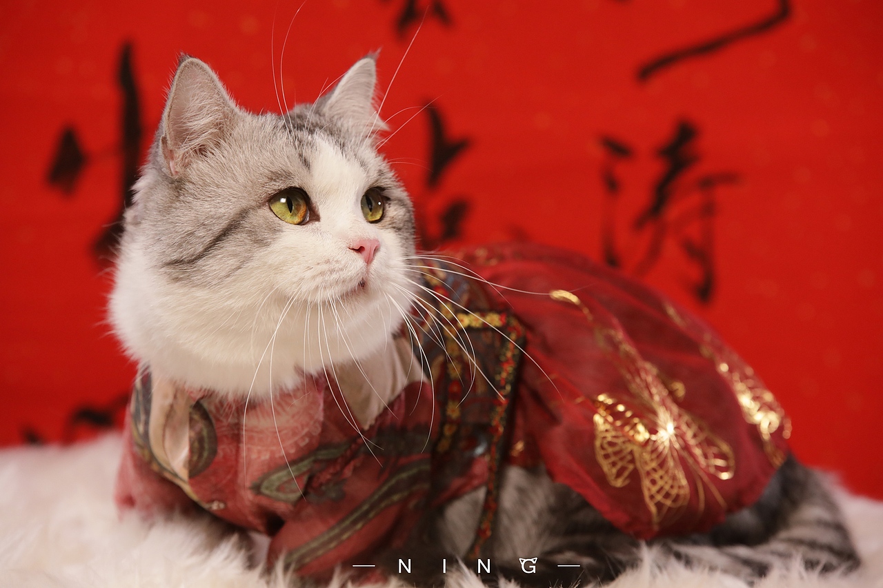 岁月为笔 相思入墨（图ZMjE3MDMyMjE2） - 宠物摄影 - 站酷设计师CyberCat原创素材 - 站酷ZCOOL