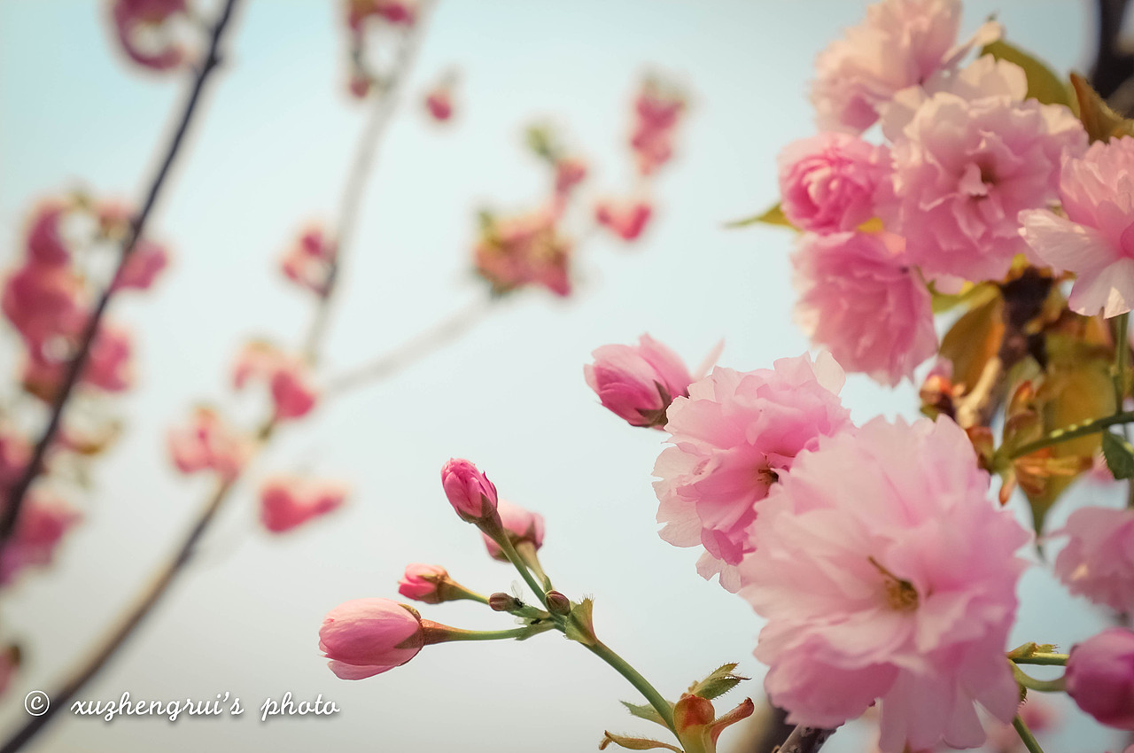 樱花若烂漫,与君多留连