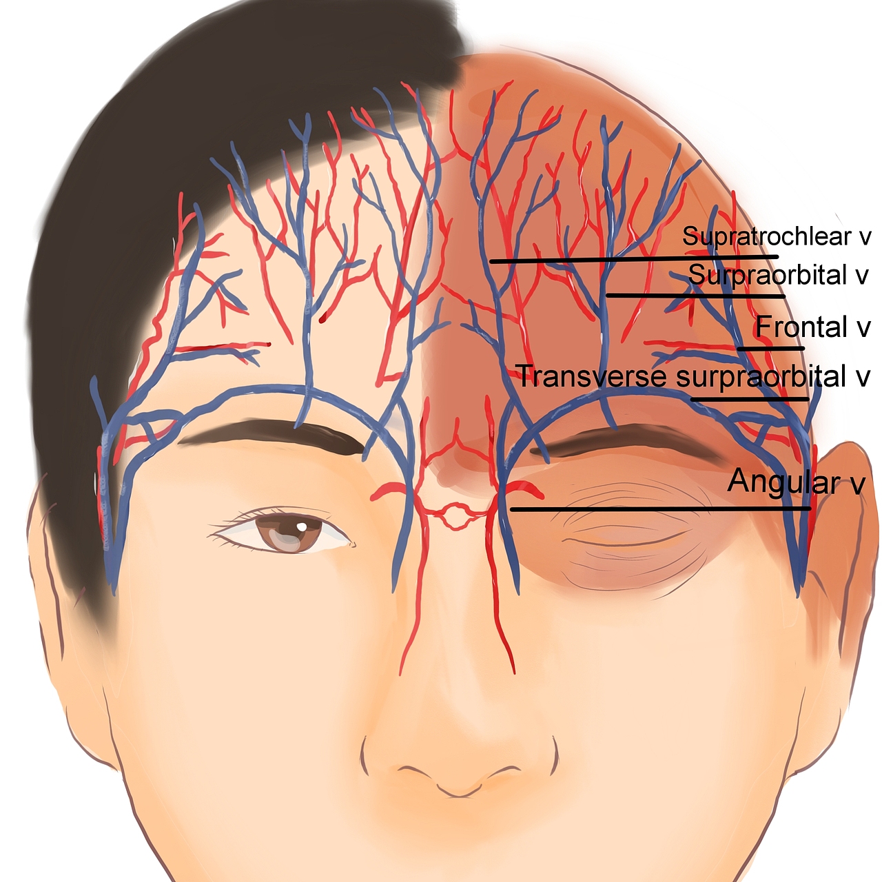 医学科普写实类（图ZMjY1NzQ2OTM2） - 商业插画 - 站酷设计师lotus娘原创素材 - 站酷ZCOOL