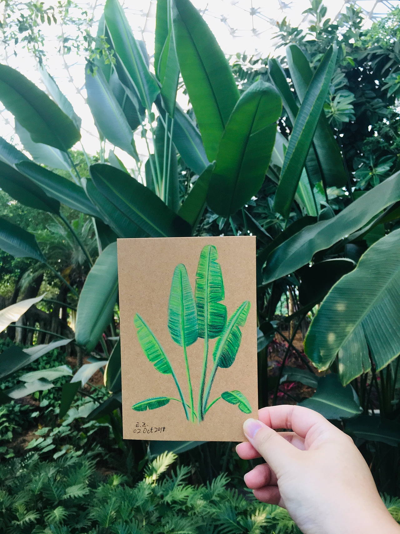 彩铅植物（图ZMTMwMzc0NjI4） - 绘画 - 站酷设计师艾丽娜原创素材 - 站酷ZCOOL