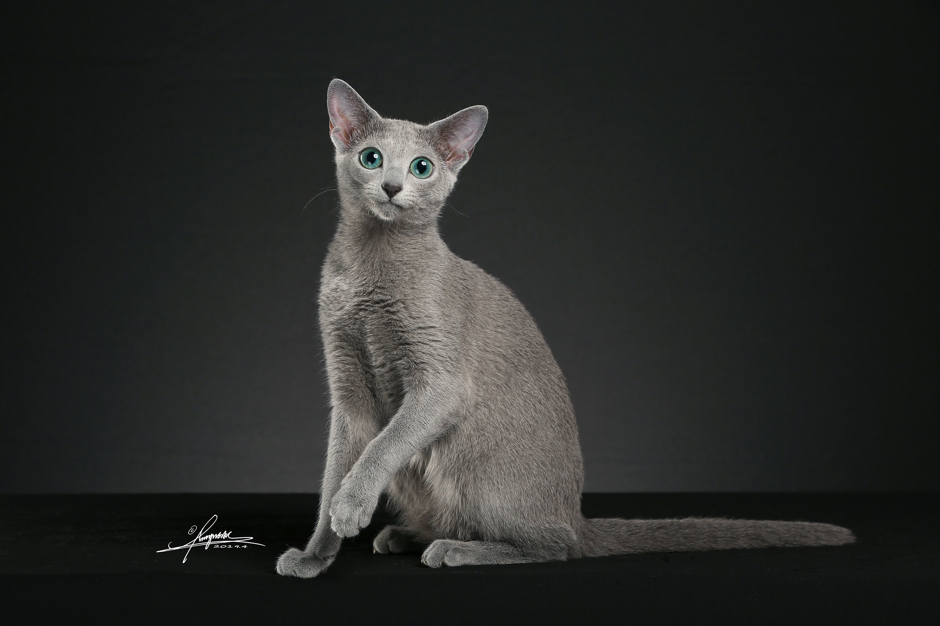 蓝猫|摄影|宠物摄影|liulangbing - 原创作品 - 站酷 (ZCOOL)