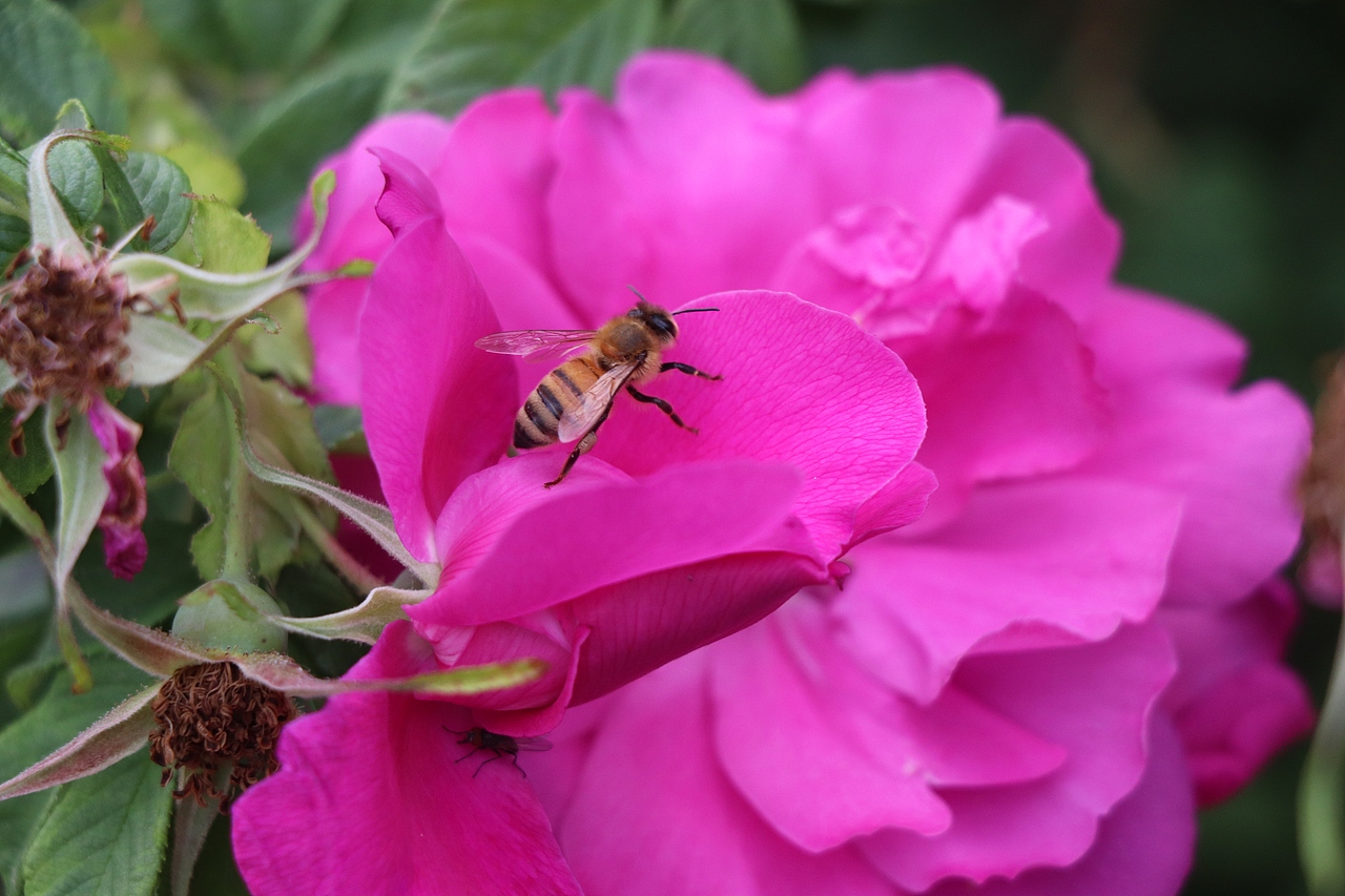 小动物的小小世界
