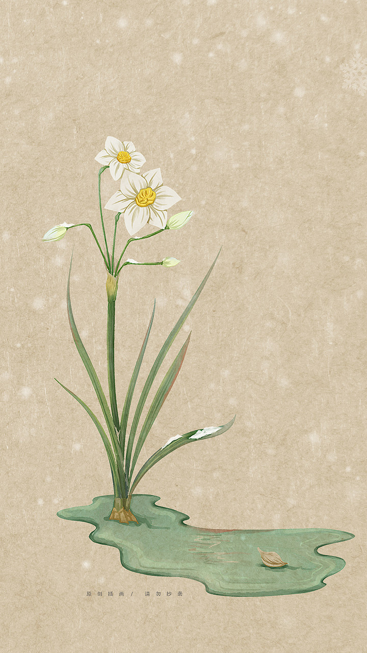 水仙花|插画|商业插画|丨是阿瑾丨_原创作品-站酷zcool