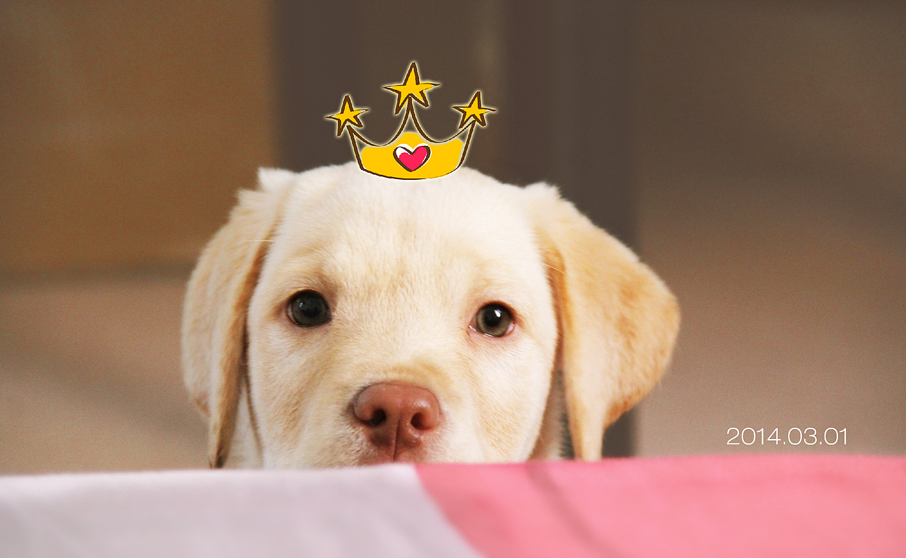 泡泡到家里3个月的时候（图ZMjI2Mjg3NzY=） - 宠物摄影 - 站酷设计师huangyan52406原创素材 - 站酷ZCOOL