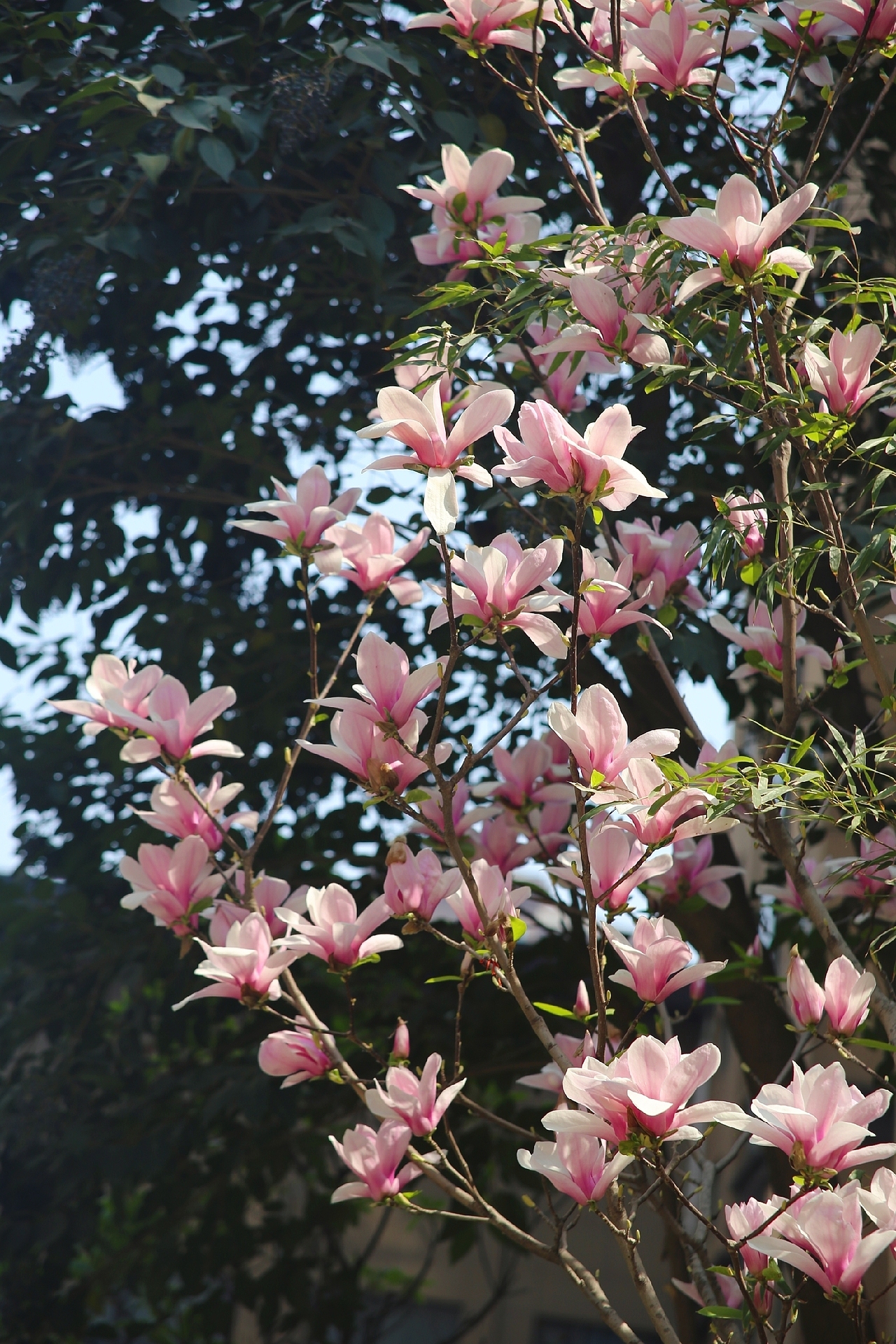 花，开在阳光下的花。（图ZMjA3MDM3NTYw） - 风光摄影 - 站酷设计师LULU淼原创素材 - 站酷ZCOOL