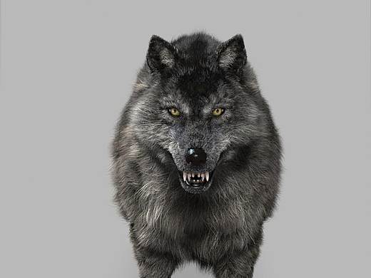 动物写实模型—狼