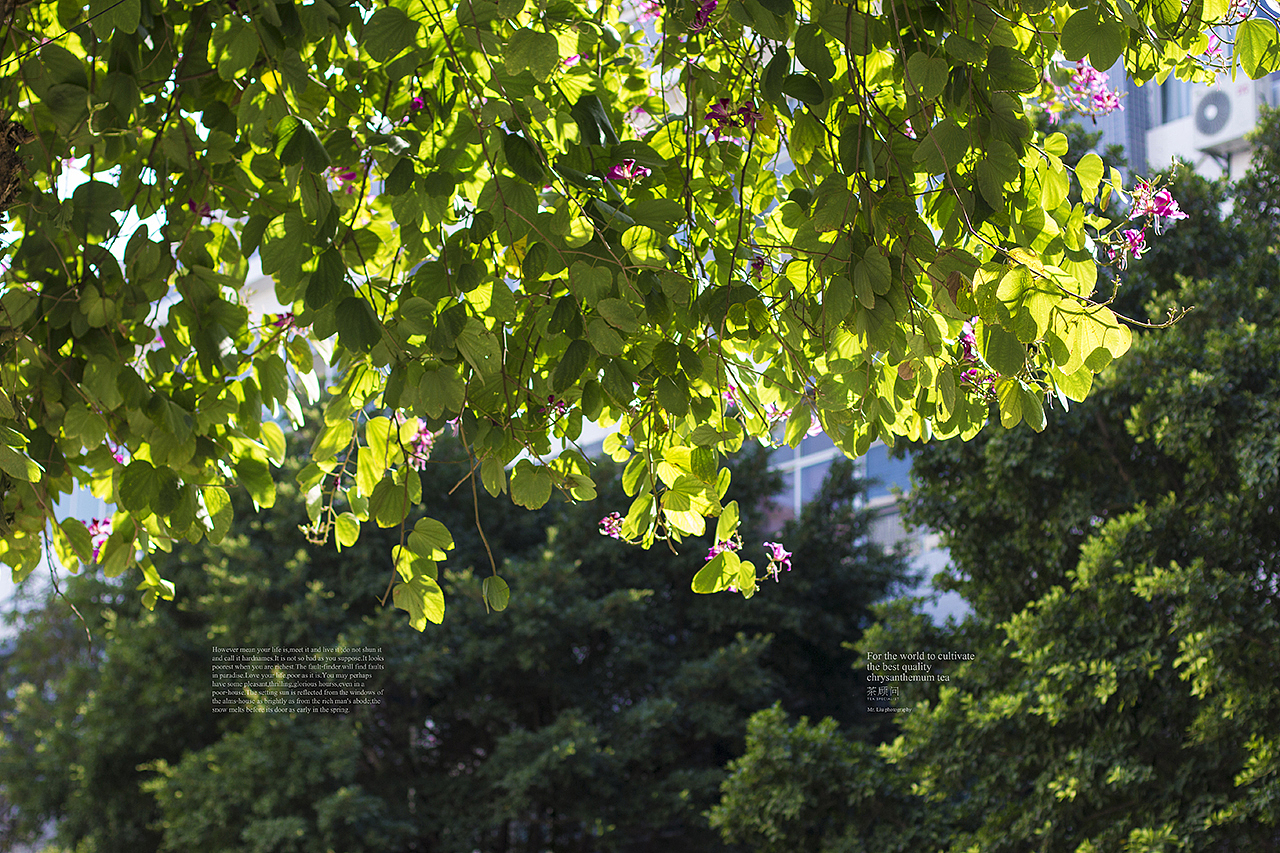 广州的冬天-时运与涅槃