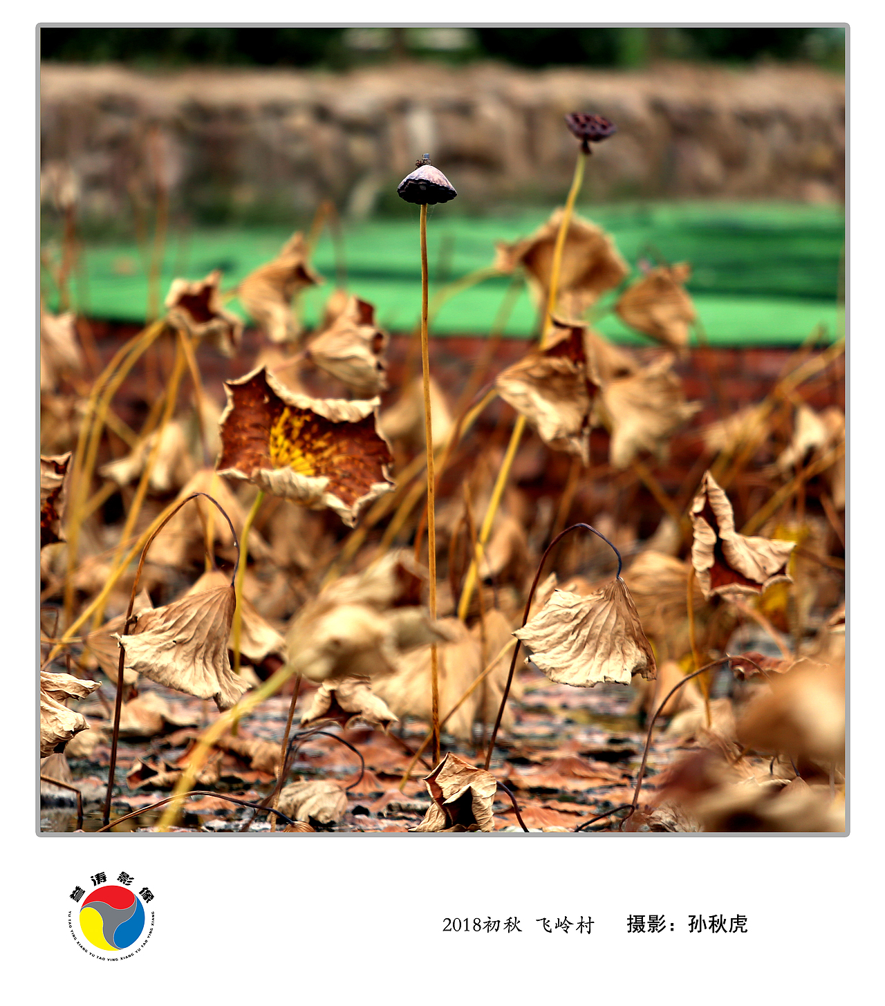 2018秋荷    山西 临汾 安泽