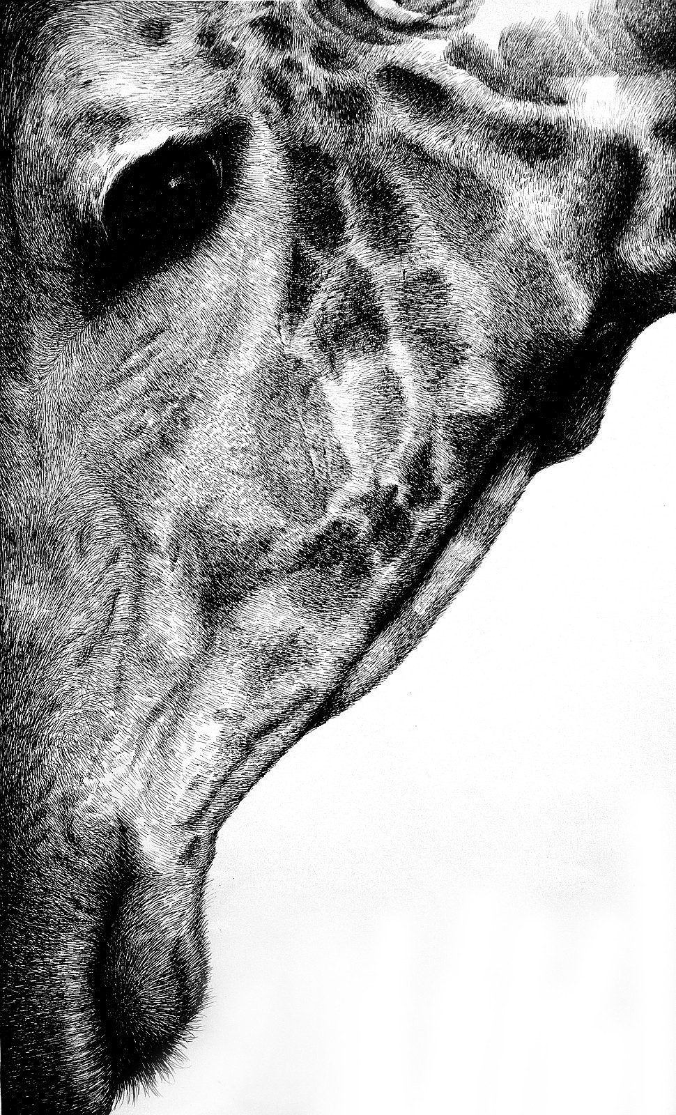 钢笔画一组动物