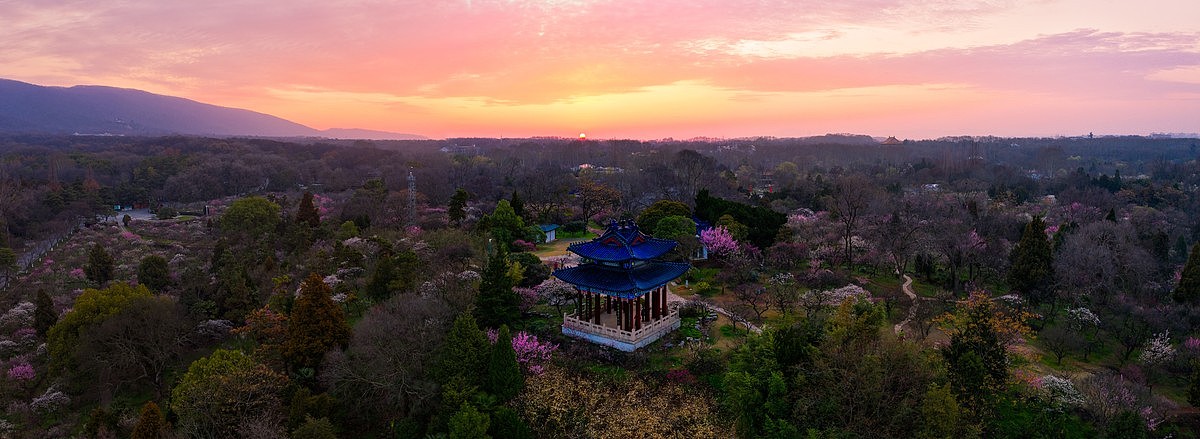 春季日出时的南京梅花山全景