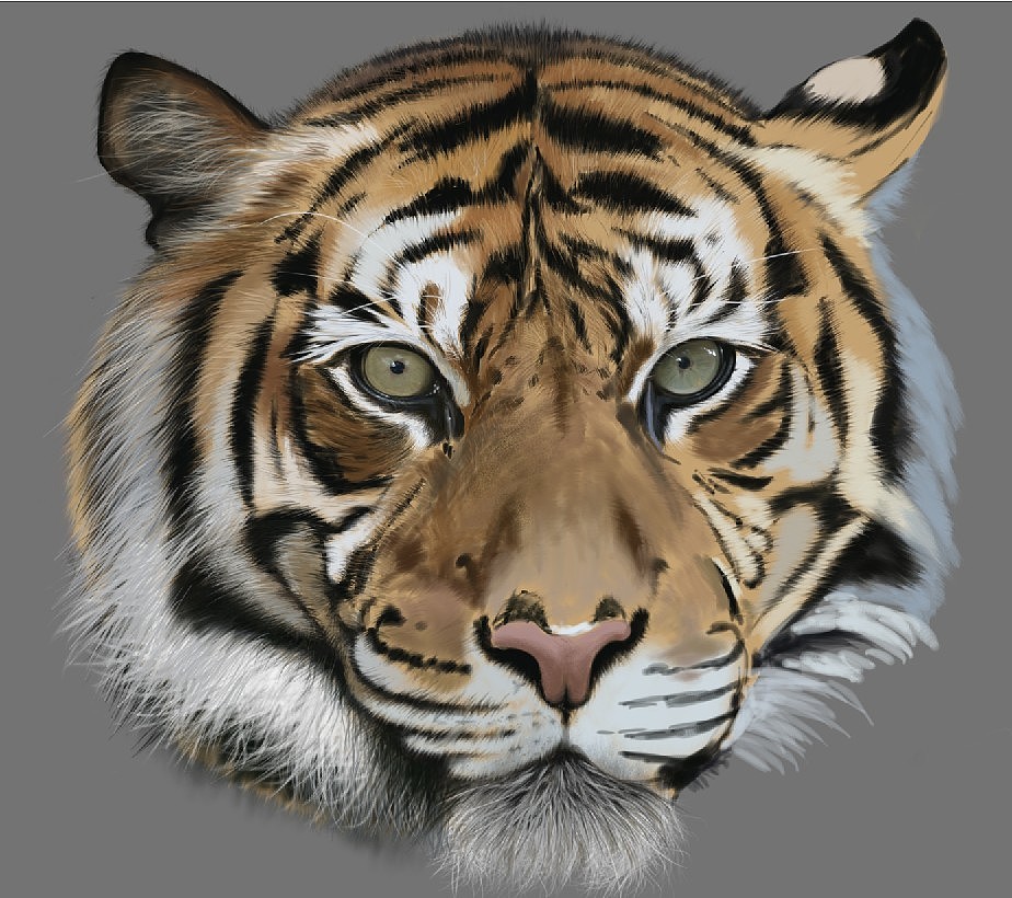 Tiger(图ZMTEyOTIxNDA=) - 创作习作 - 站酷设计师SW伯爵原创素材 - 站酷ZCOOL