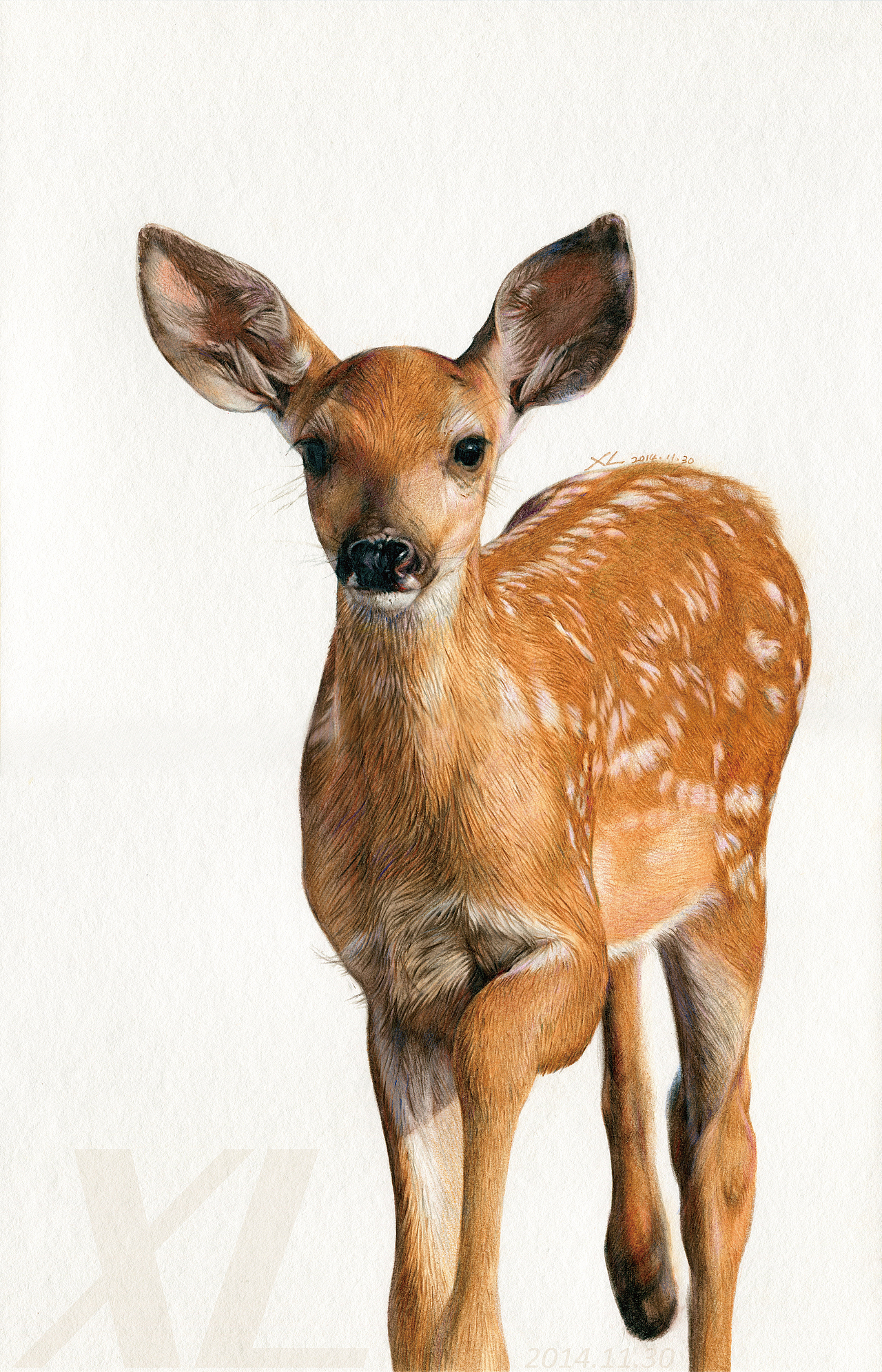 彩铅插画小鹿xl