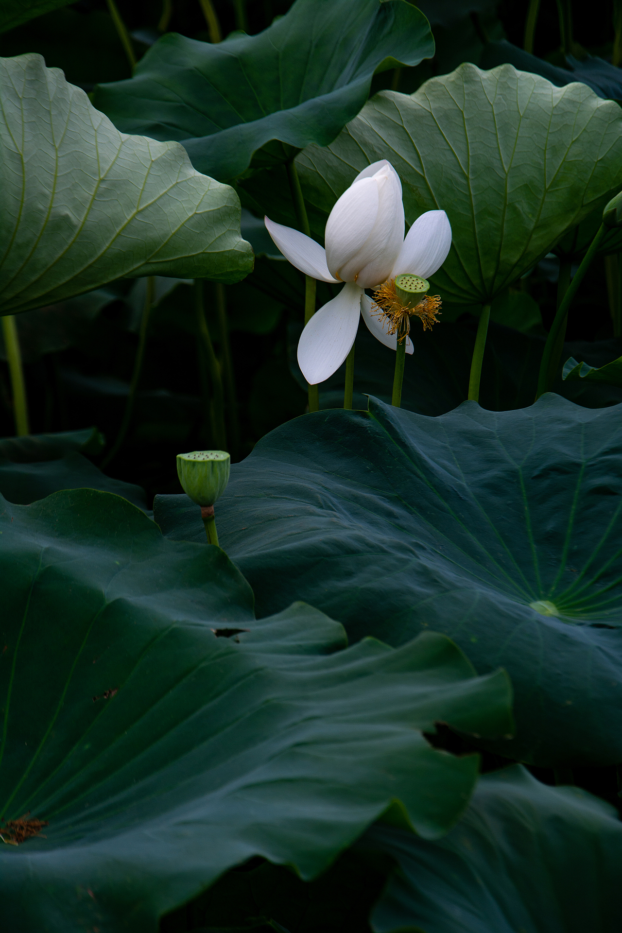 江南可采莲莲叶何田田