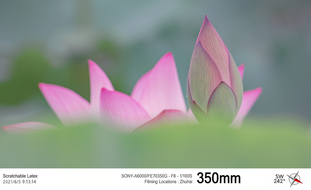 华发湿地公园荷花季2021.6.5（图ZMjU5Njc2MzY0） - 风光摄影 - 站酷设计师拿铁生椰原创素材 - 站酷ZCOOL