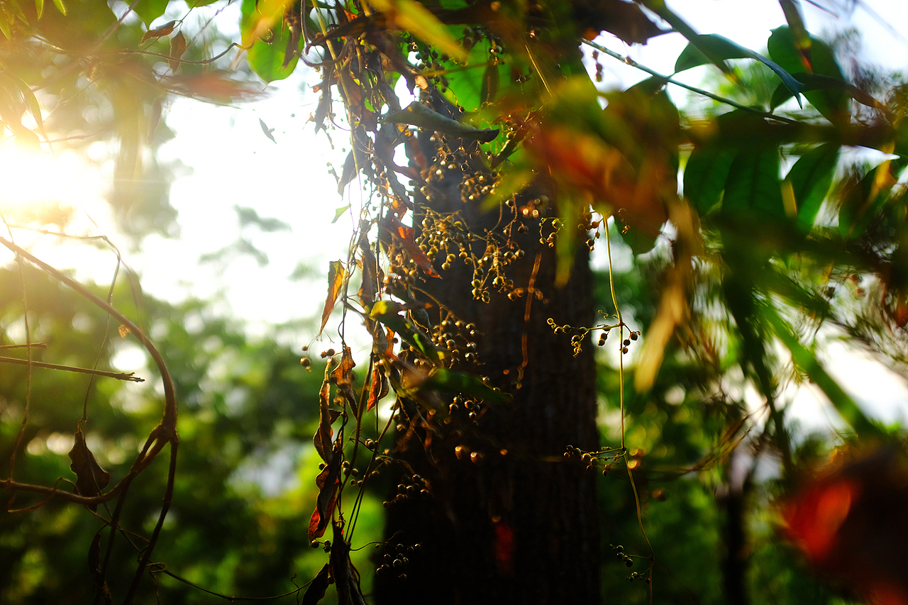 翠竹公园（图ZMTg3OTE1MzEy） - 人文/纪实摄影 - 站酷设计师风流阿k原创素材 - 站酷ZCOOL